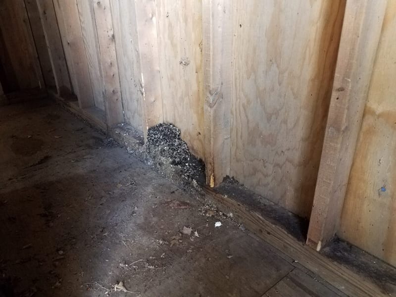 Rat droppings and mold in crawlspace corner